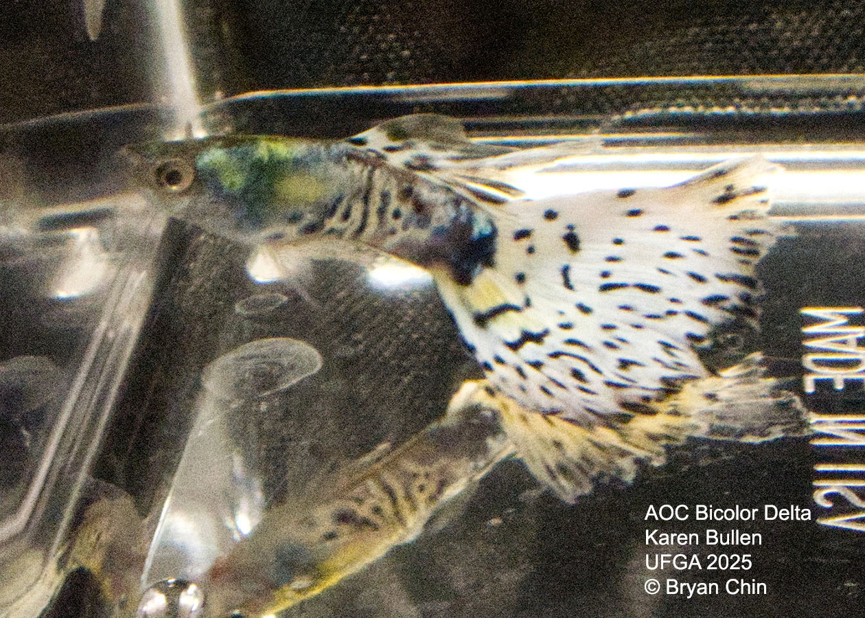 Guppy Bicolor Metal